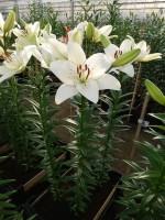 [4036 Eyeliner EVR No01.JPG]